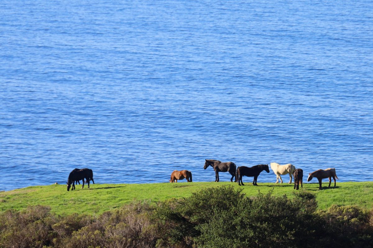 Big Sur, CA to Lucia, CA