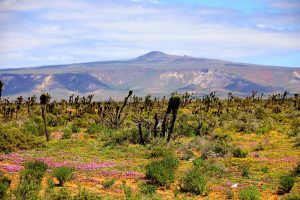 El Rosarito, BC to Guerrero Negro, BCS