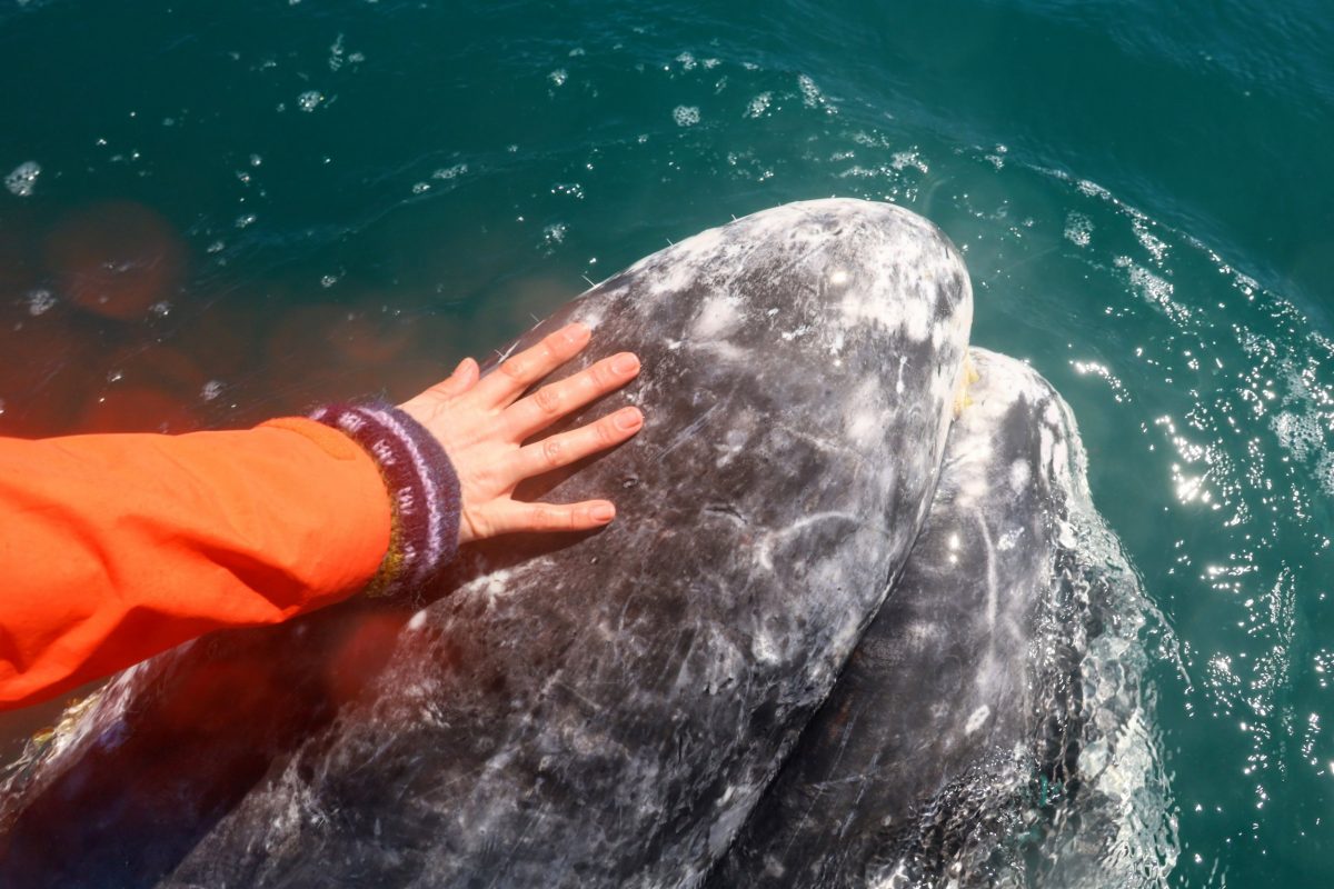 Guerrero Negro, BCS