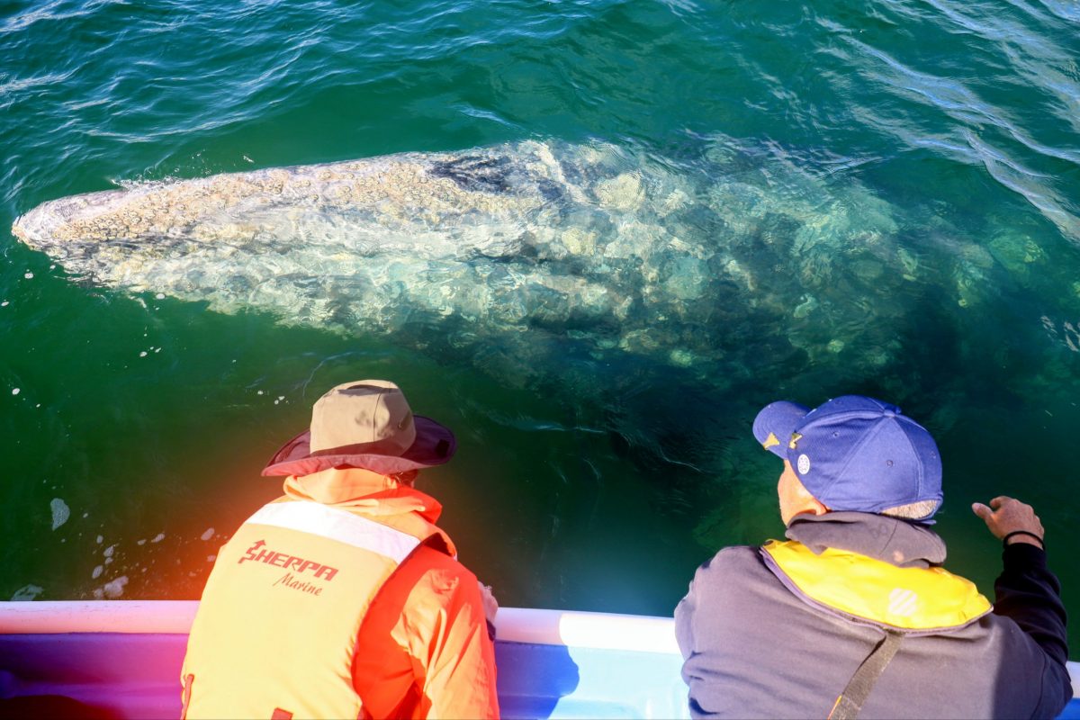 Guerrero Negro, BCS