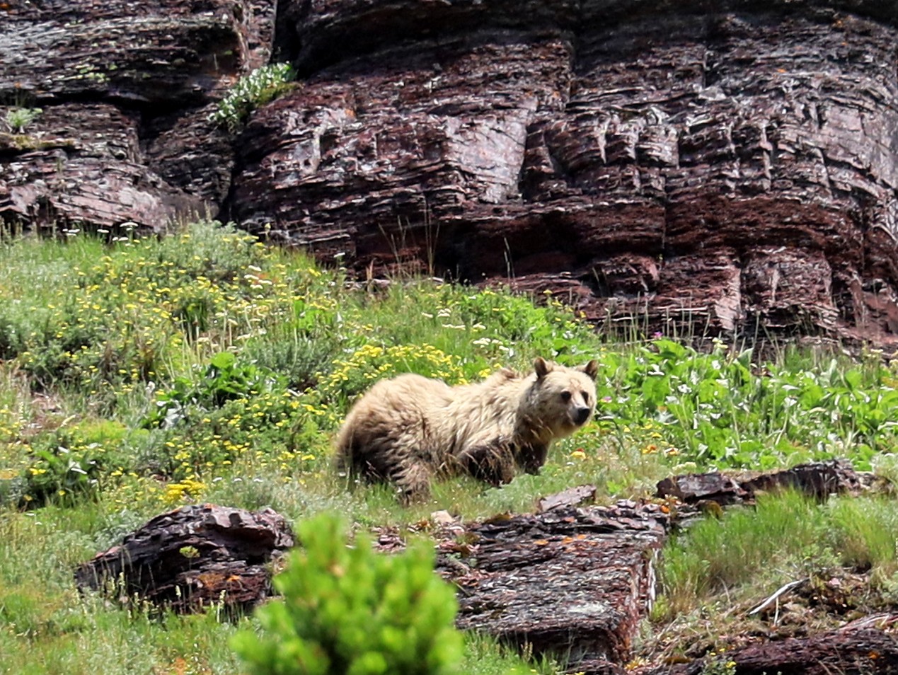 Glacier National Park (Many Glacier), MT