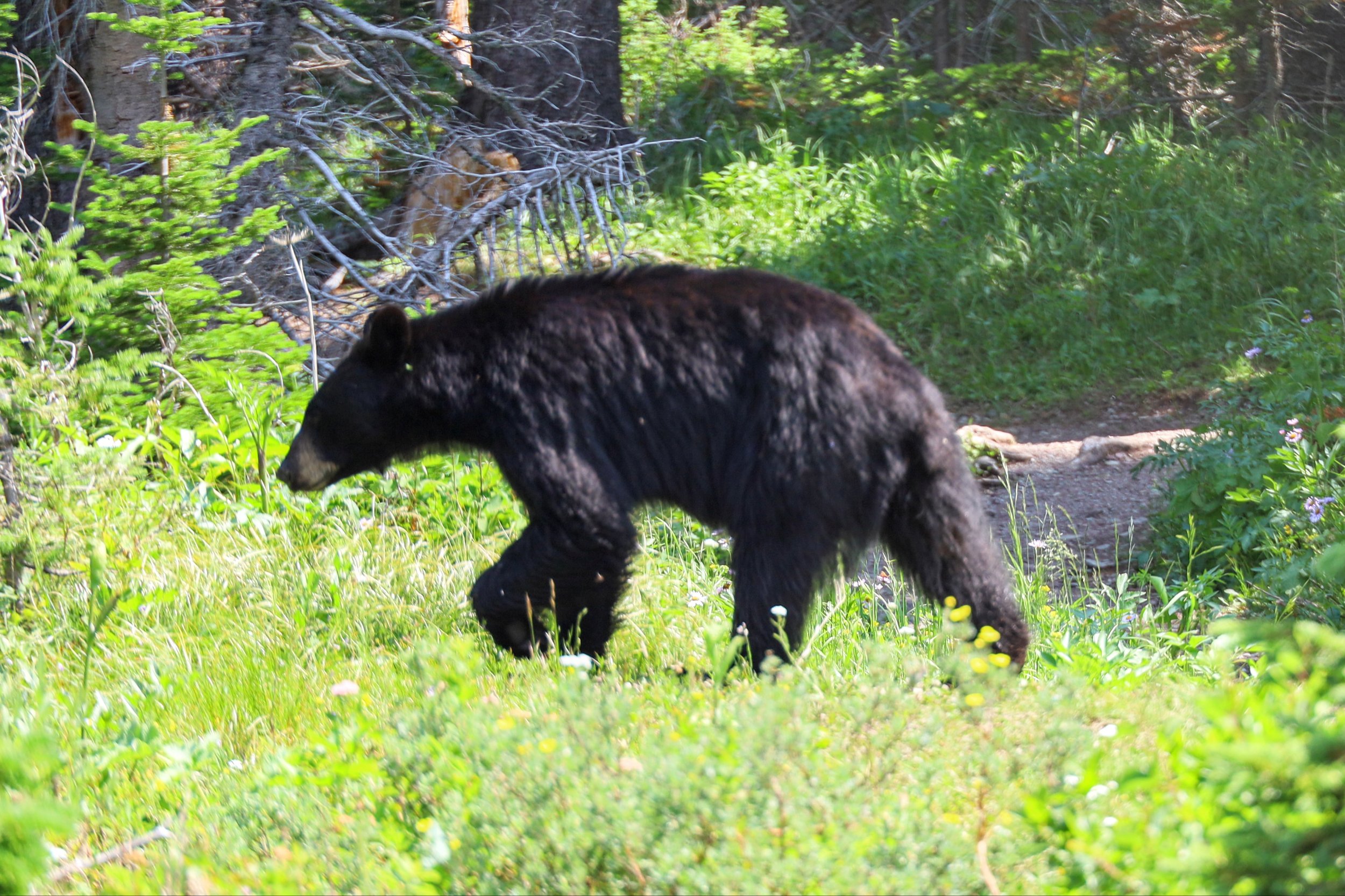 Glacier National Park, MT (Many Glacier)