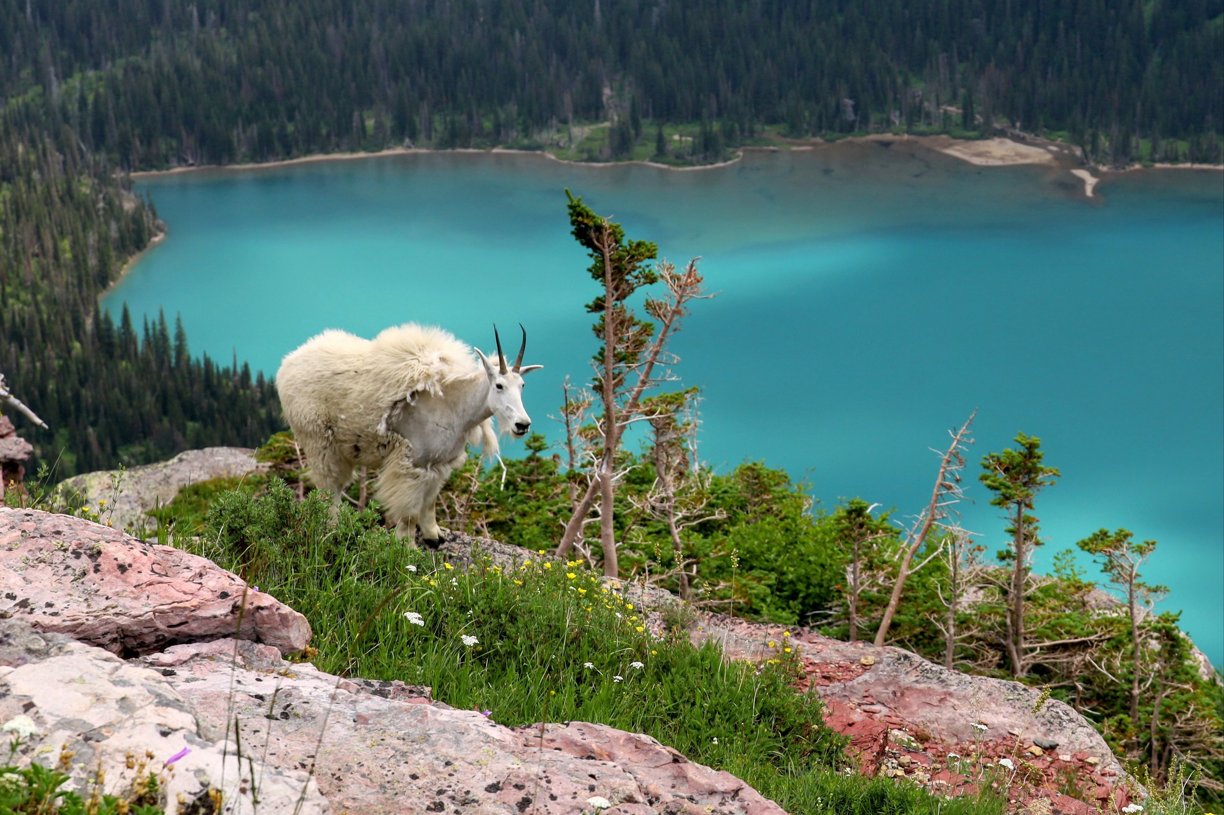 Glacier National Park (Many Glacier), MT