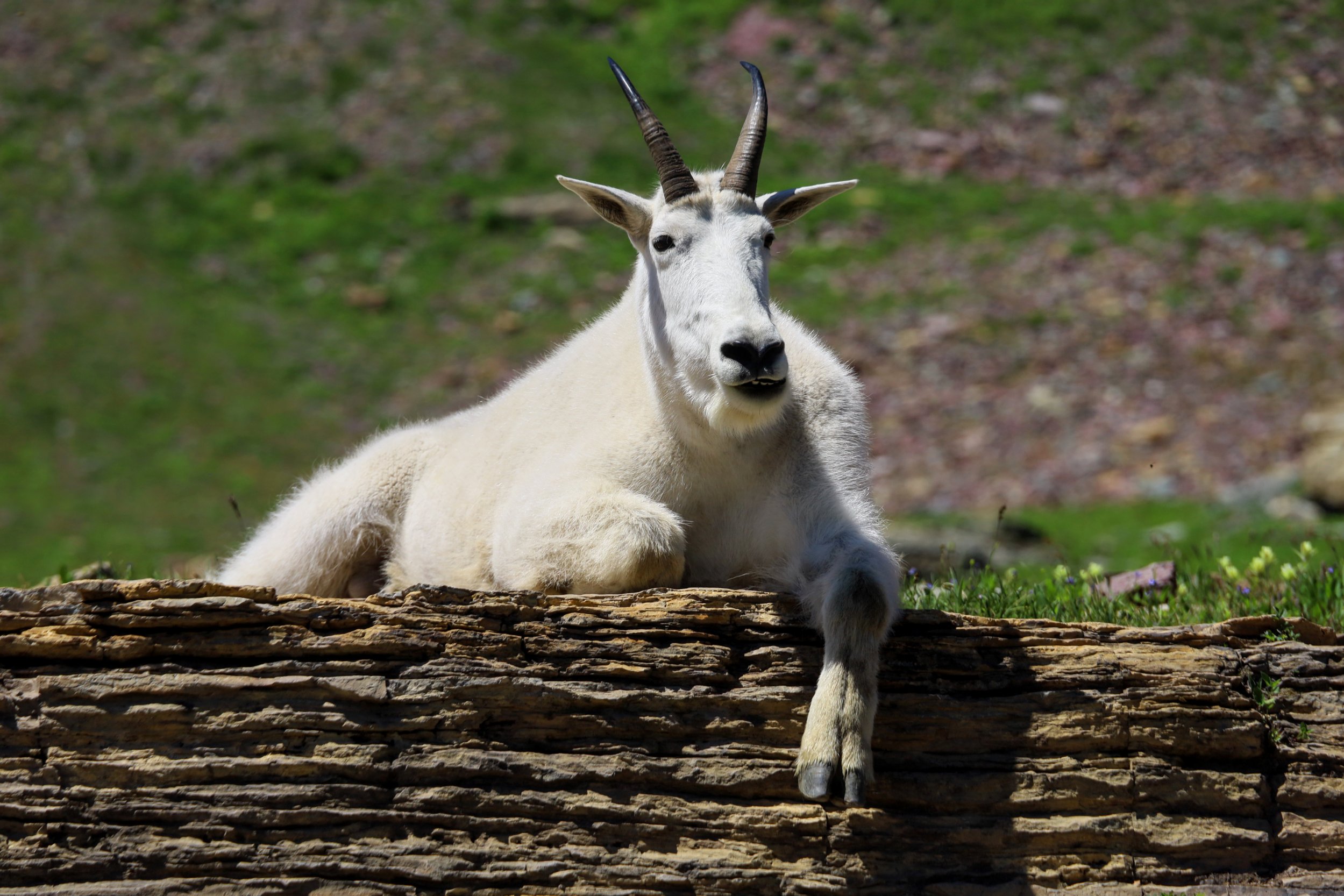 Glacier National Park (Apgar), MT