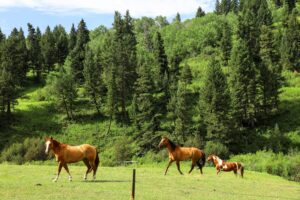 Livingston, MT to Big Timber, MT