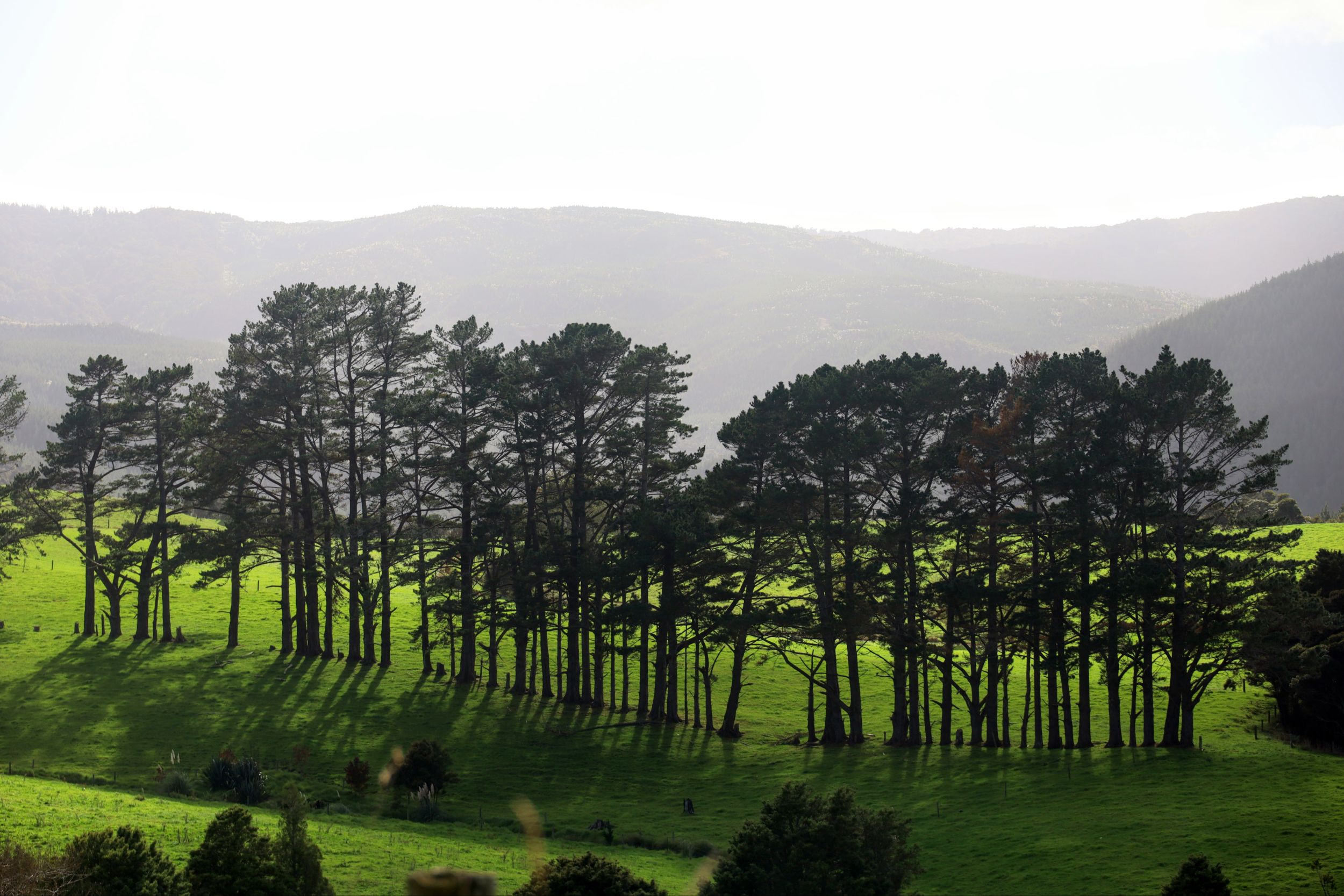 Kaihu, NZ to Waipoua, NZ