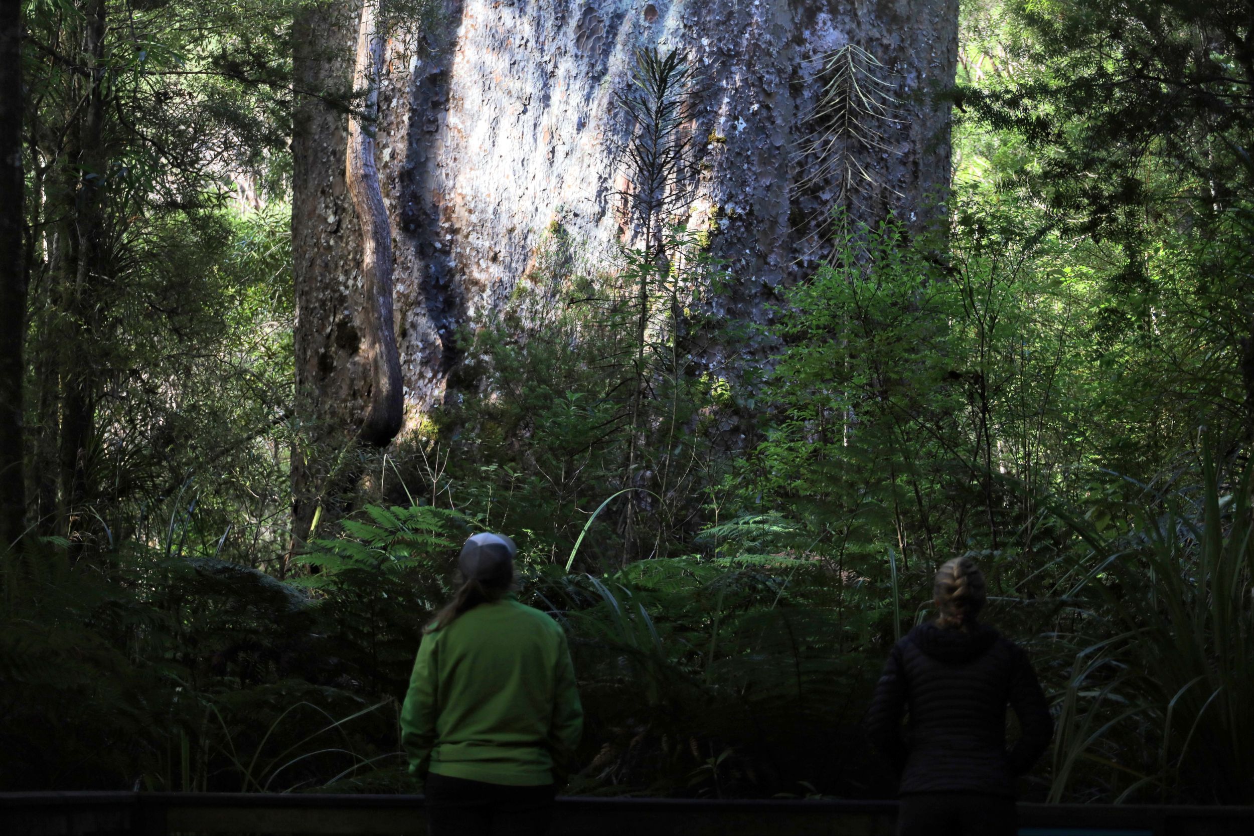 Waipoua, NZ to Rawene, NZ