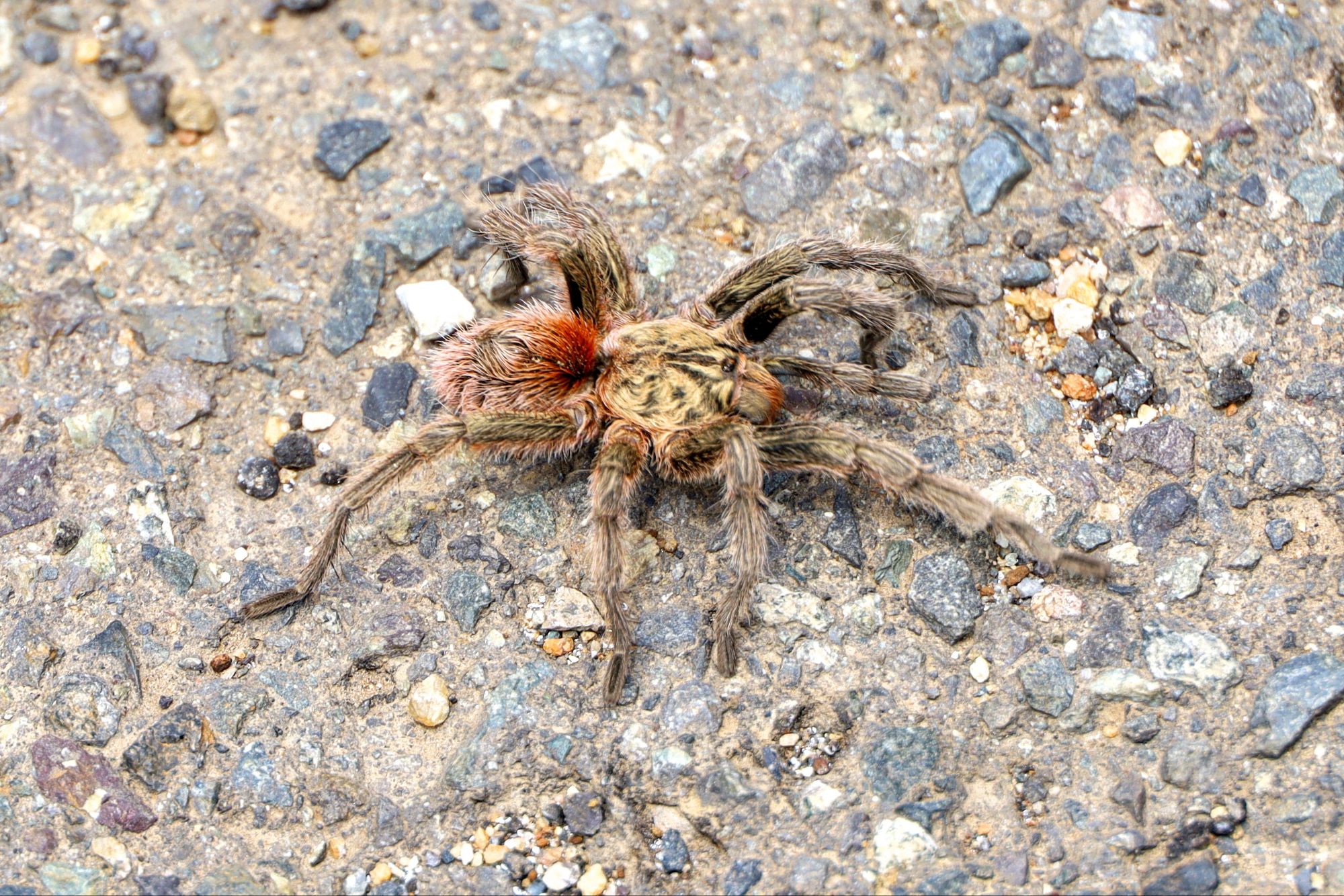 Litueche, CL to Pichilemu, CL