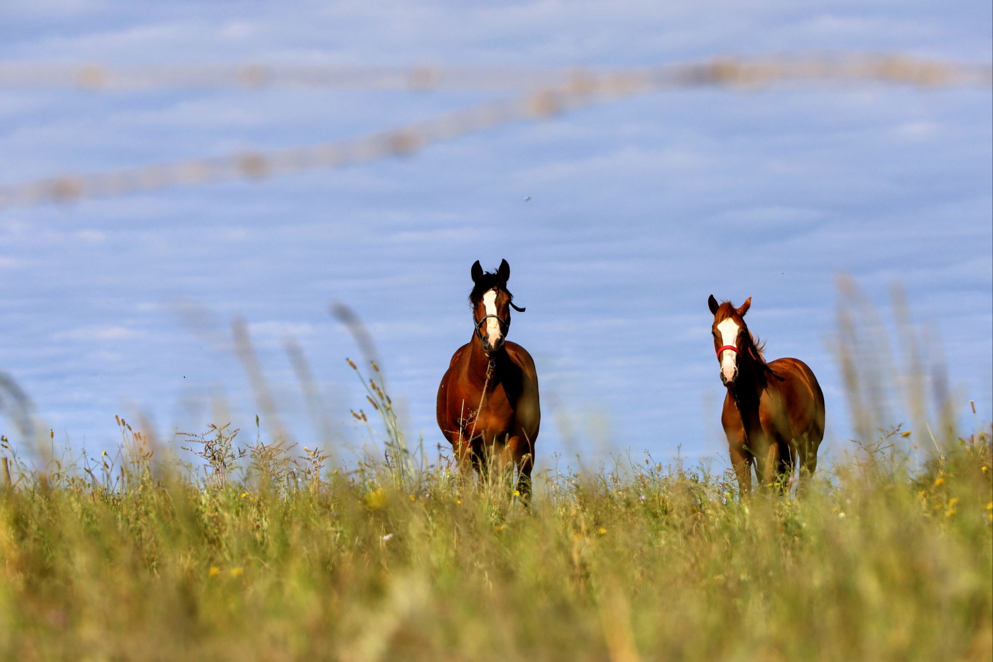 Buchupureo, CL to Coelemu, CL