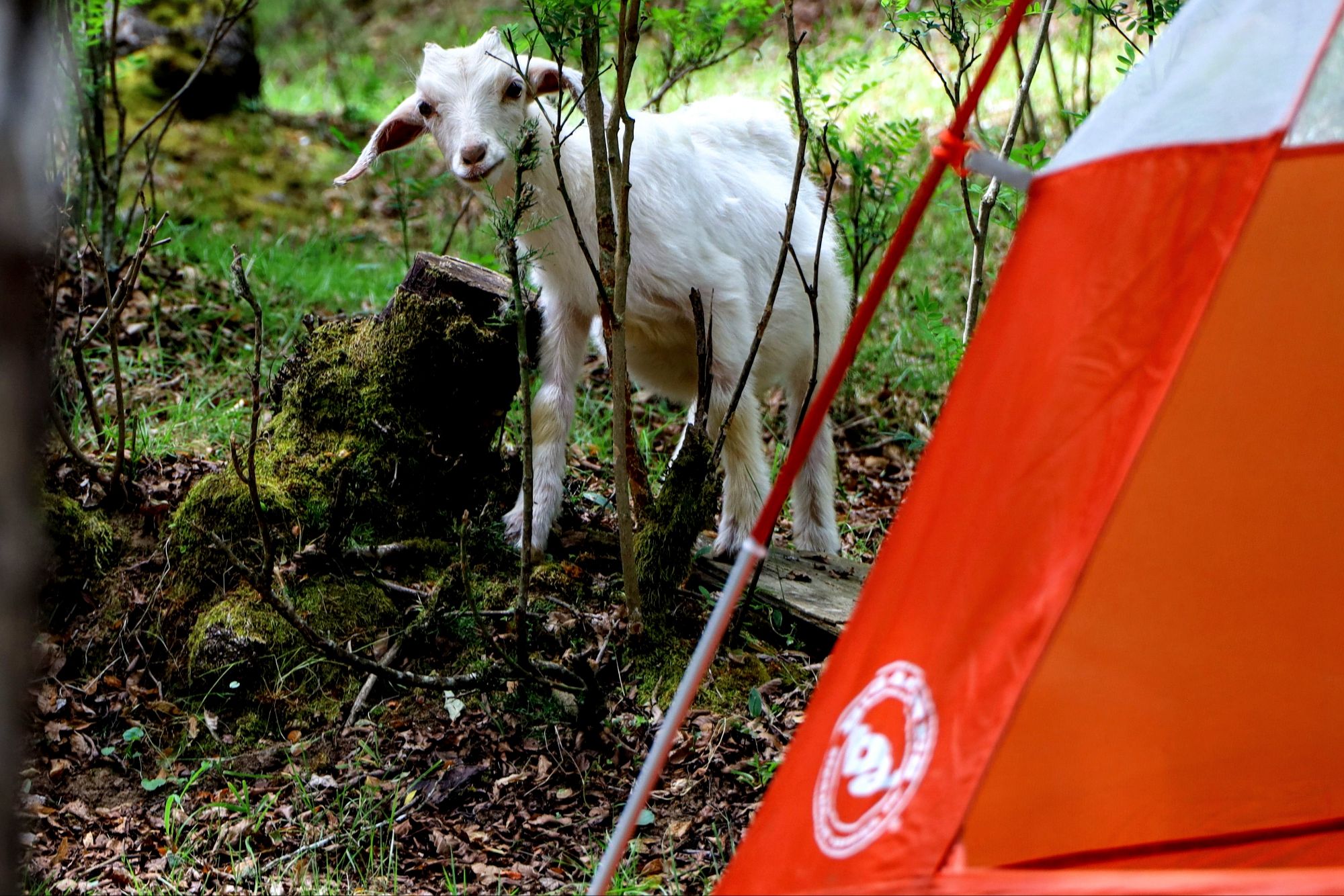 Concepción, CL to Chacay, CL