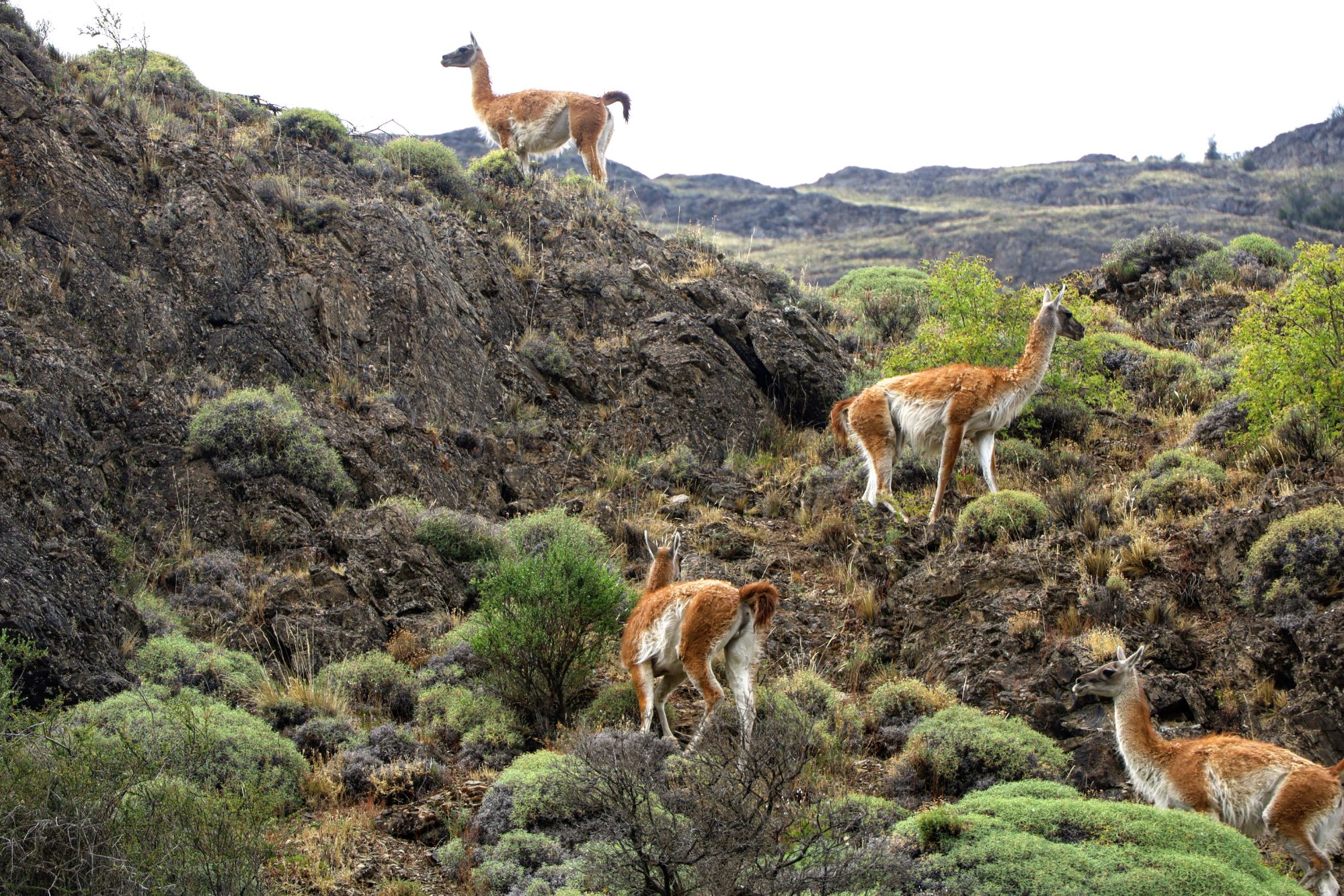 Puerto Bertrand, CL to Cochrane, CL